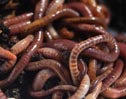 Red Wiggler Worms Dendrobaena