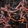 Red Wiggler Worms Dendrobaena