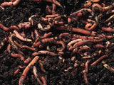 Red Wiggler Worms Dendrobaena