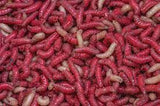 MAGGOTS – THE PERFECT FISHING BAIT