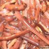 Red Wiggler Worms Dendrobaena
