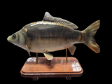 3D Mirror Carp Statues