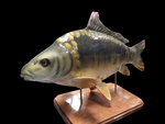 3D Mirror Carp Statues