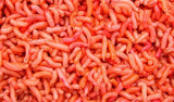 MAGGOTS  THE PERFECT FISHING BAIT