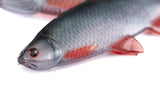 Fox Rage Ultra Natural Fillets soft lures