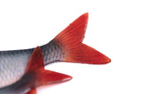 Fox Rage Ultra Natural Fillets soft lures