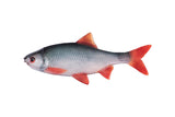 Fox Rage Ultra Natural Fillets soft lures
