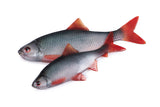 Fox Rage Ultra Natural Fillets soft lures