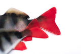 Fox Rage Ultra Natural Fillets soft lures