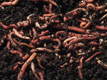 Red Wiggler Worms