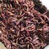 Red Wiggler Worms